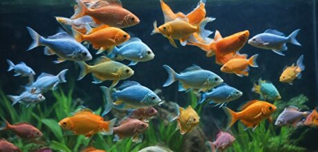 ¿qué tipo de filtro es ideal para tu acuario? guía práctica