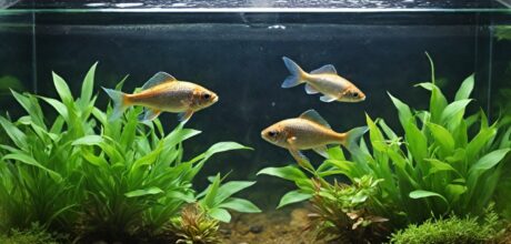 Consejos prácticos para criar peces en espacios pequeños