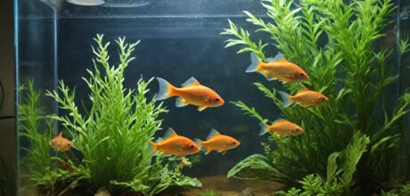 Cómo ayudar a un pez herido a recuperarse paso a paso