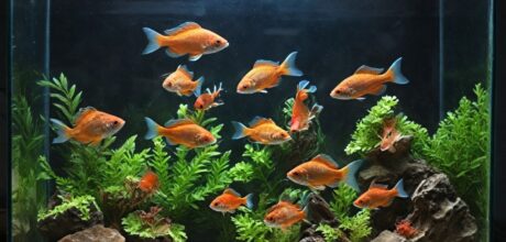 Consejos prácticos para mantener a tus peces sanos por años