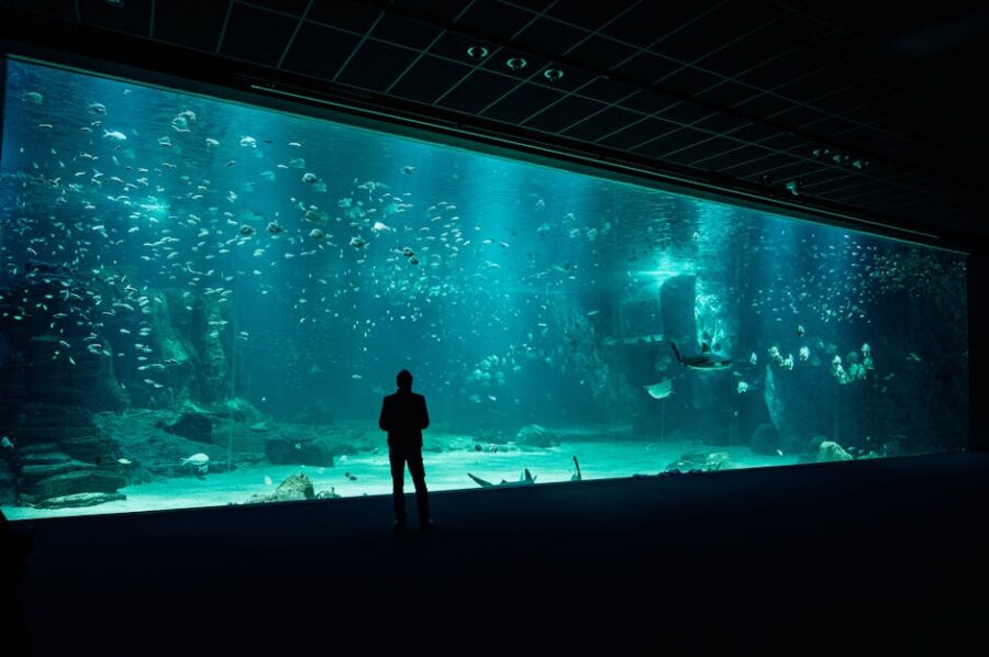 Cómo Crear un Acuario Impresionante en Casa: Guía Paso a Paso para Principiantes