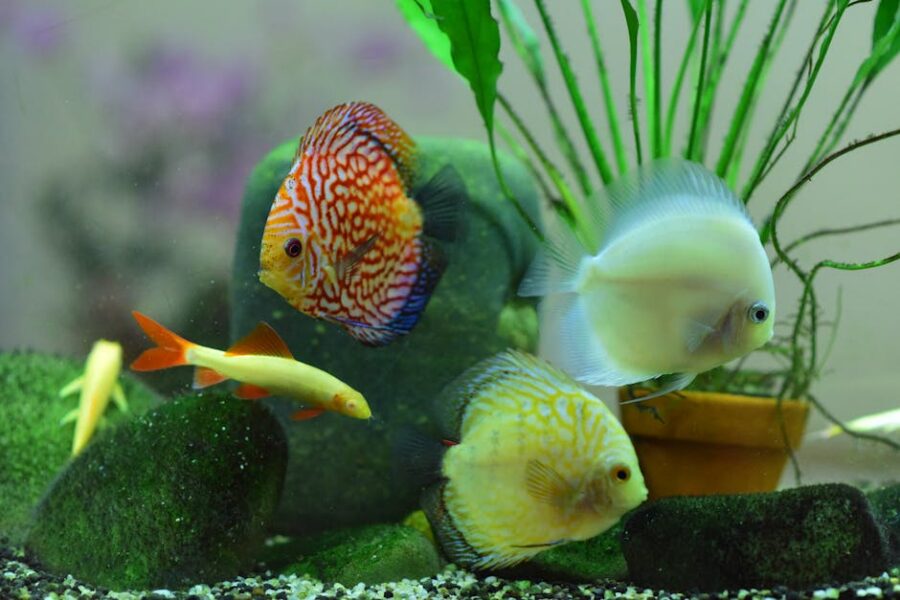 Cómo Crear un Acuario Plantado de Bajo Mantenimiento: Guía Paso a Paso para Acuaristas