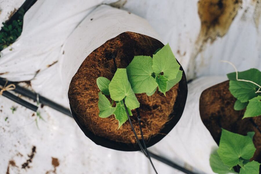 Cómo elegir el mejor sustrato para acuarios plantados