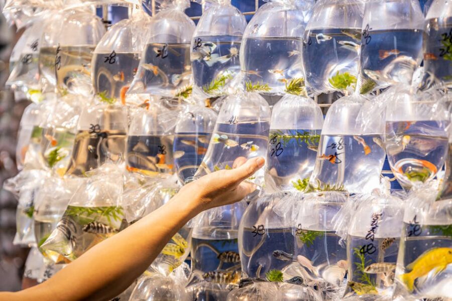 Cómo Elegir los Mejores Peces para tu Acuario de Agua Dulce: Guía Completa para Principiantes