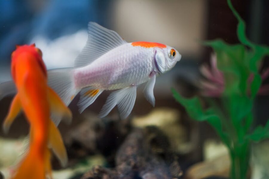 Cómo Evitar el Síndrome de los Peces Enfermos en Acuarios Domésticos: Estrategias y Consejos Prácticos