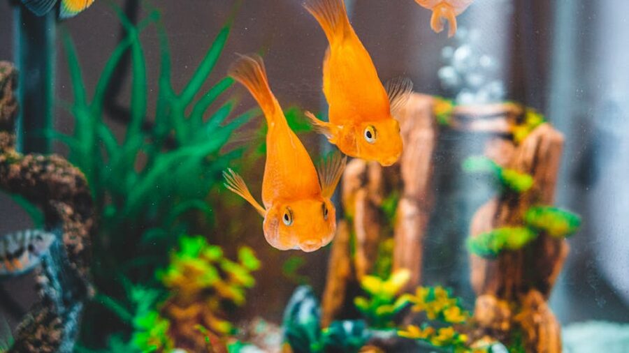Cómo introducir nuevos peces en un acuario sin causar estrés