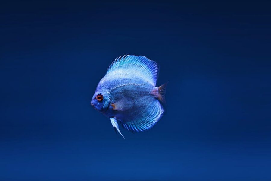 Cómo Mantener el Agua de tu Acuario Cristalina y Saludable: Consejos Prácticos para Acuaristas