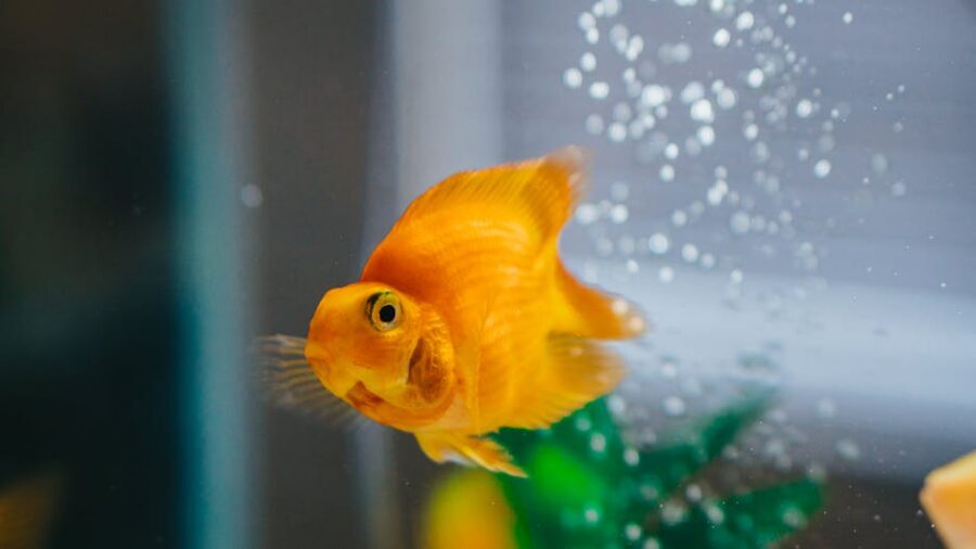 Cómo Mantener un Acuario Limpio y Saludable: La Regla de Oro para Acuaristas