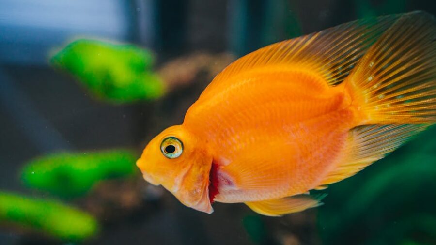 Cómo Prevenir Enfermedades en Peces de Acuario: Guía Completa para Acuaristas