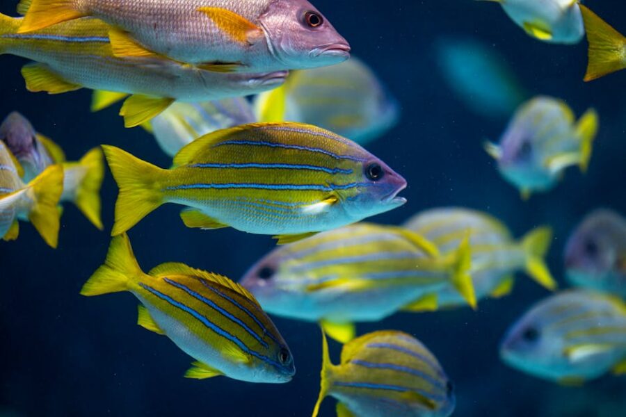 ¿Qué peces no deben convivir en un acuario? Guía esencial