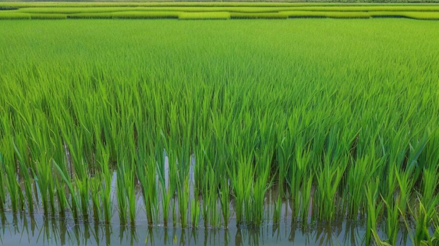 Guía Completa sobre Peces Medaka y Arroz Japonés