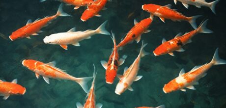 Consejos prácticos para criar peces koi en acuarios domésticos