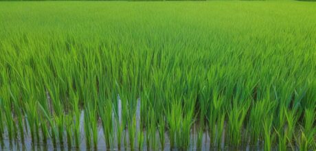 Guía Completa sobre Peces Medaka y Arroz Japonés